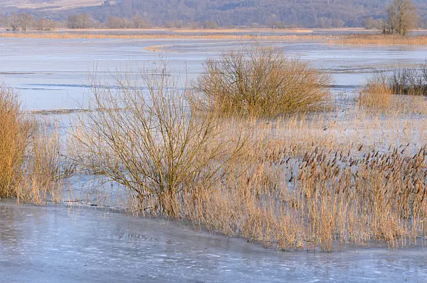 578012 - Common reed (Phragmites australis) on a flooded and frozen polder meadow, Lower Oder Valley National Park, Germany