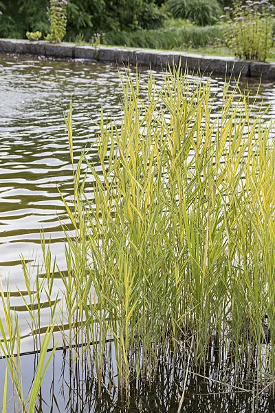 616434 - Common reed (Phragmites australis 'Variegatus')