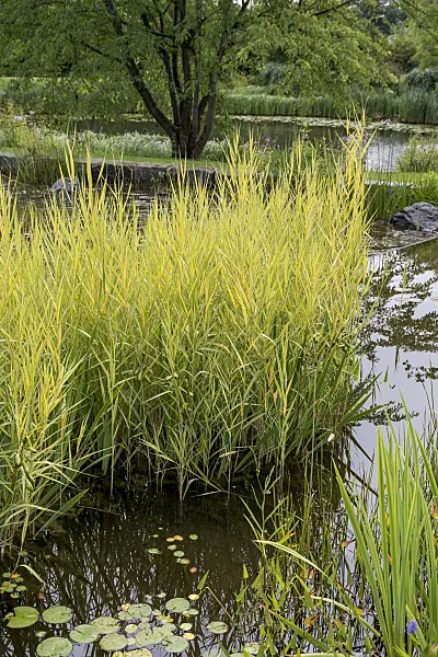 616435 - Common reed (Phragmites australis 'Variegatus')