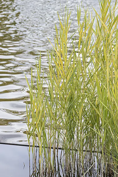 616436 - Common reed (Phragmites australis 'Variegatus')