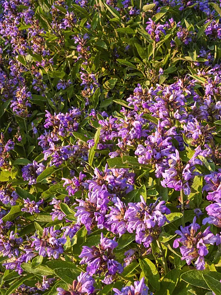 414024 - Common sage (Salvia officinalis)