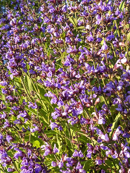 438172 - Common sage (Salvia officinalis)