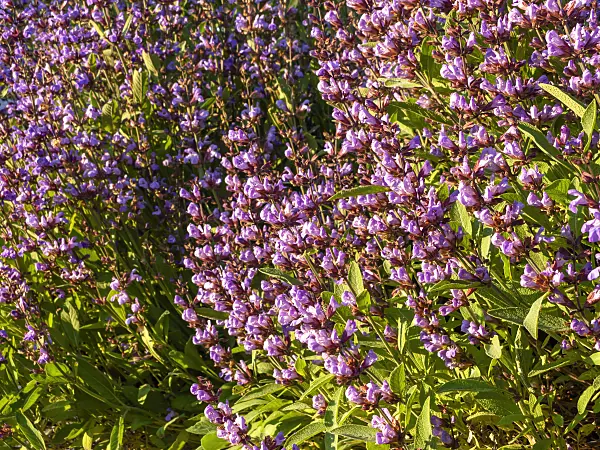 438174 - Common sage (Salvia officinalis)