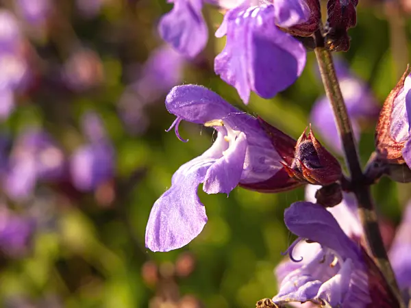 438175 - Common sage (Salvia officinalis)