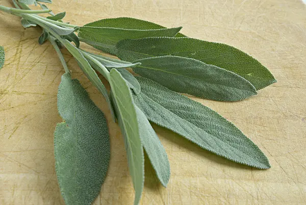 460016 - Common sage (Salvia officinalis)