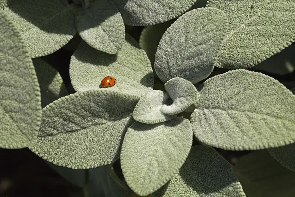 597025 - Common sage (Salvia officinalis 'Berggarten') and ladybird (Coccinella)
