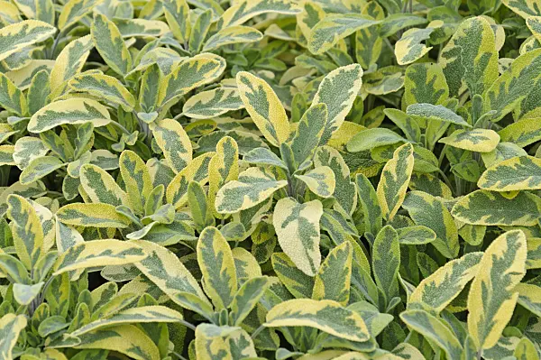 476237 - Common sage (Salvia officinalis 'Creme de la Creme')