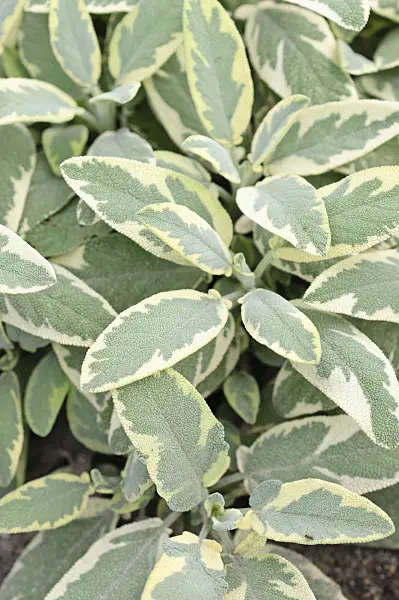 487002 - Common sage (Salvia officinalis 'Creme de la Creme')