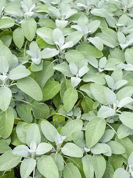 487199 - Common sage (Salvia officinalis 'Culinaria')