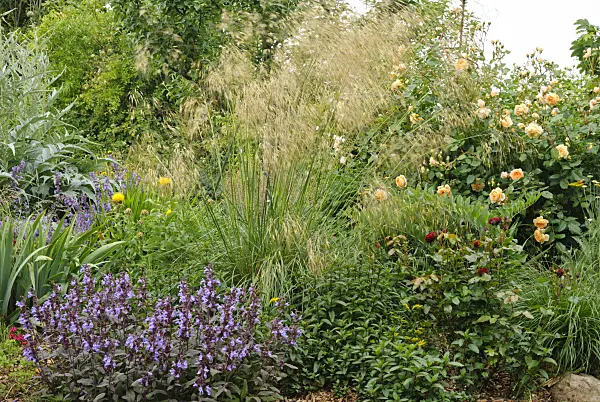 500216 - Common sage (Salvia officinalis), giant feather grass (Stipa gigantea) and shrub rose (Rosa Crown Princess Margaret)