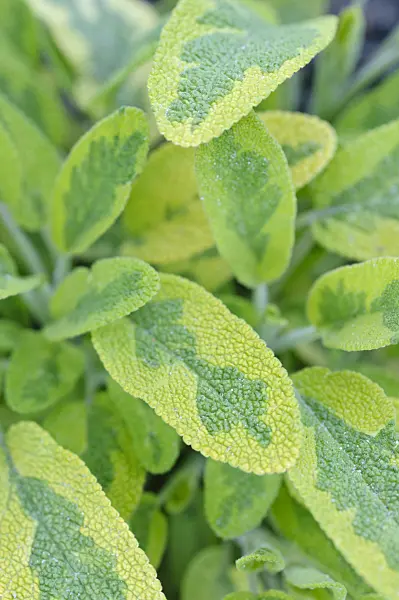 473221 - Common sage (Salvia officinalis 'Icterina')