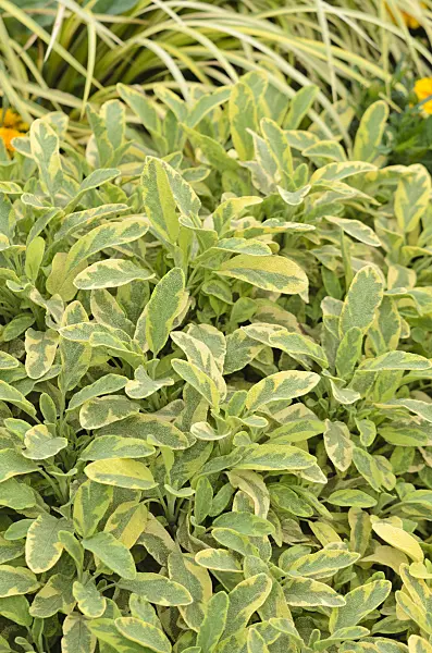 547049 - Common sage (Salvia officinalis 'Icterina')