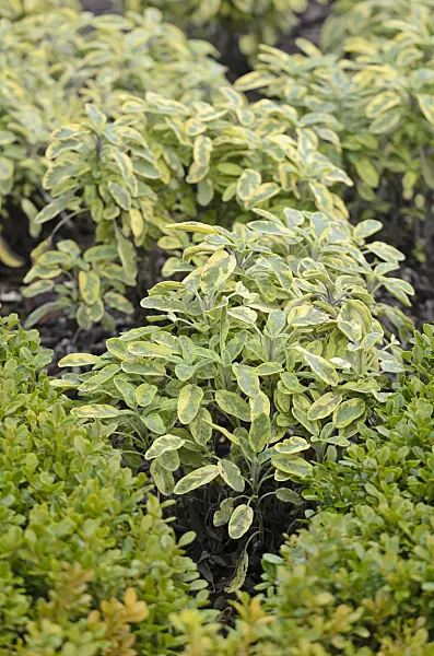573041 - Common sage (Salvia officinalis 'Icterina')