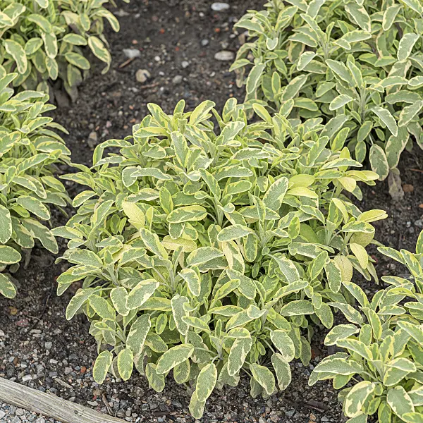651500 - Common sage (Salvia officinalis 'Icterina')