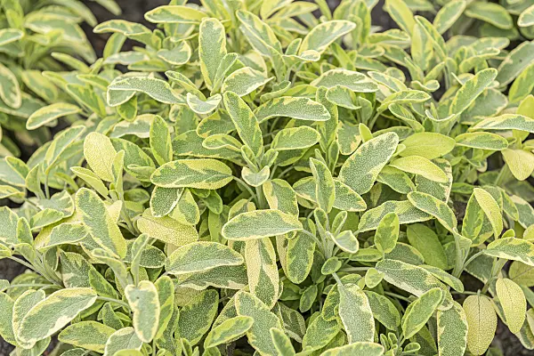 651501 - Common sage (Salvia officinalis 'Icterina')