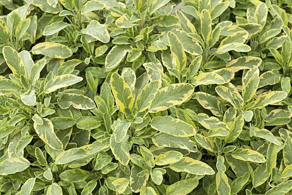 651502 - Common sage (Salvia officinalis 'Icterina')