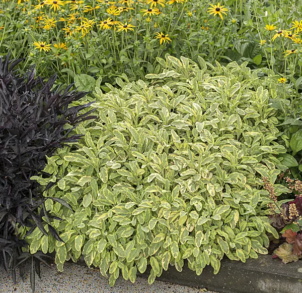 651503 - Common sage (Salvia officinalis 'Icterina')