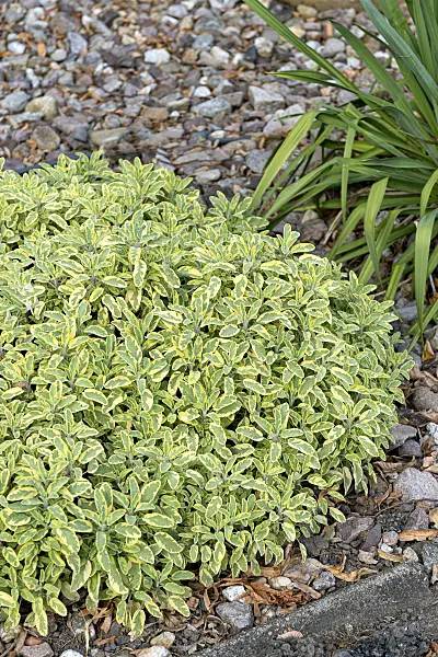 651504 - Common sage (Salvia officinalis 'Icterina')