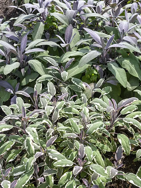 487197 - Common sage (Salvia officinalis 'Purpurascens')
