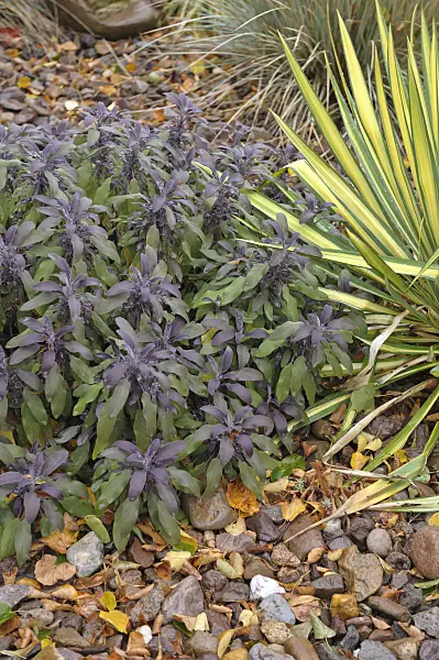 517473 - Common sage (Salvia officinalis 'Purpurascens')