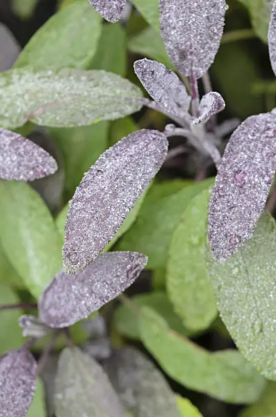 534372 - Common sage (Salvia officinalis 'Purpurascens')