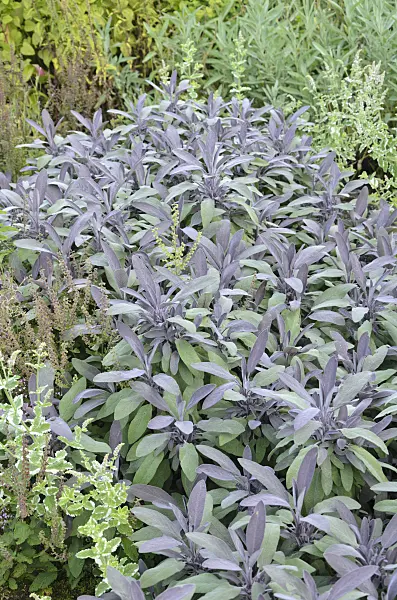 535050 - Common sage (Salvia officinalis 'Purpurascens')