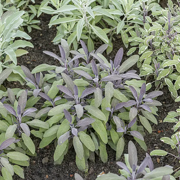 651505 - Common sage (Salvia officinalis 'Purpurascens')