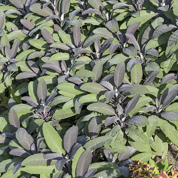 651507 - Common sage (Salvia officinalis 'Purpurascens')