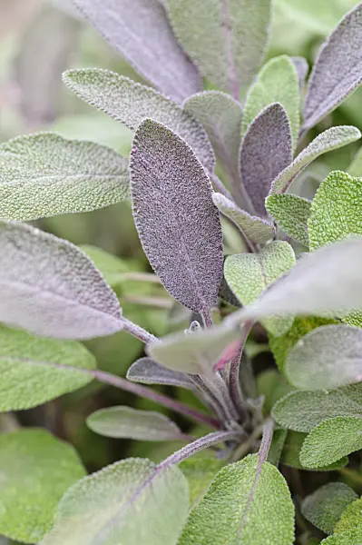 487001 - Common sage (Salvia officinalis 'Purpurea')