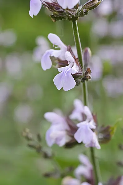 472347 - Common sage (Salvia officinalis 'Rosea')