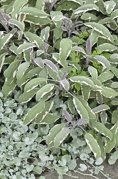547050 - Common sage (Salvia officinalis 'Rotmühle')