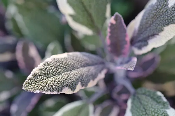 473222 - Common sage (Salvia officinalis 'Tricolor')
