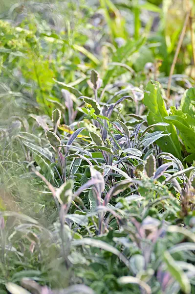 474504 - Common sage (Salvia officinalis 'Tricolor')