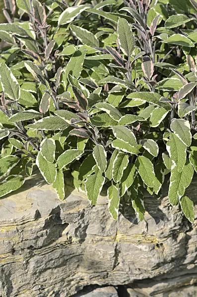 521109 - Common sage (Salvia officinalis 'Tricolor')