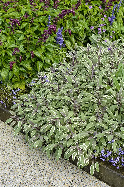 593199 - Common sage (Salvia officinalis 'Tricolor')