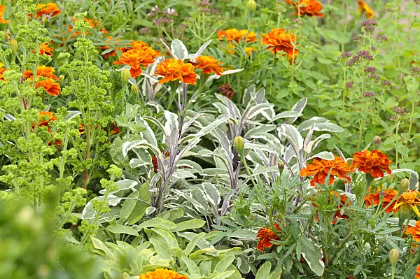 475172 - Common sage (Salvia officinalis 'Tricolor') and marigolds (Tagetes)