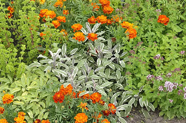475178 - Common sage (Salvia officinalis 'Tricolor'), marigolds (Tagetes) and Greek oregano (Origanum vulgare)