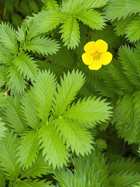 427070 - Common silverweed (Potentilla anserina)