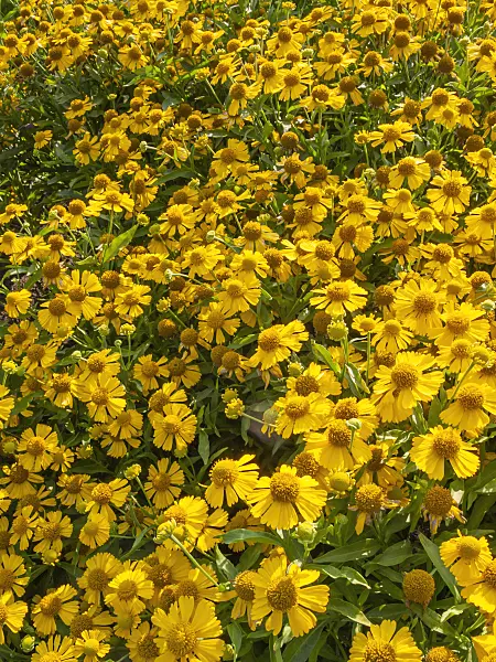 403093 - Common sneezeweed (Helenium autumnale)