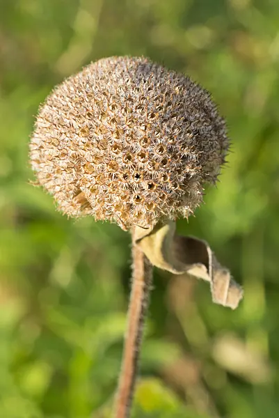 595022 - Common sneezeweed (Helenium autumnale)