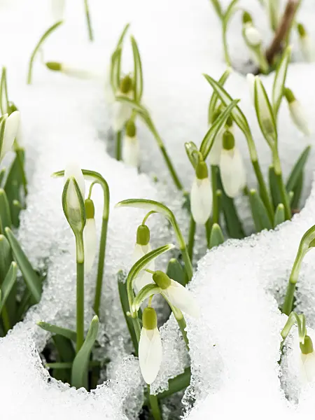 423001 - Common snowdrop (Galanthus nivalis)
