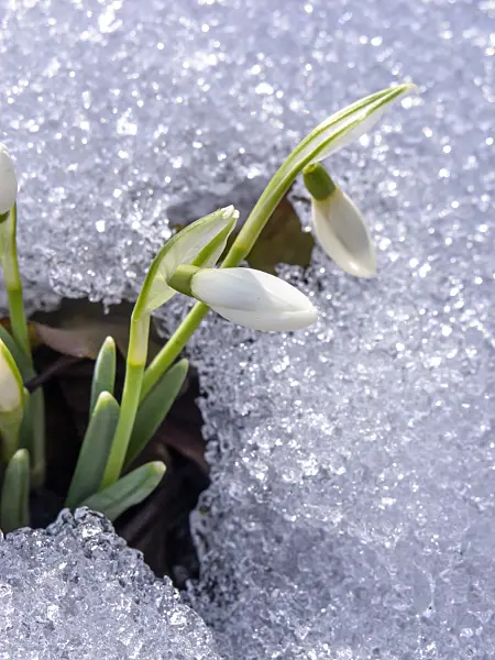 435177 - Common snowdrop (Galanthus nivalis)
