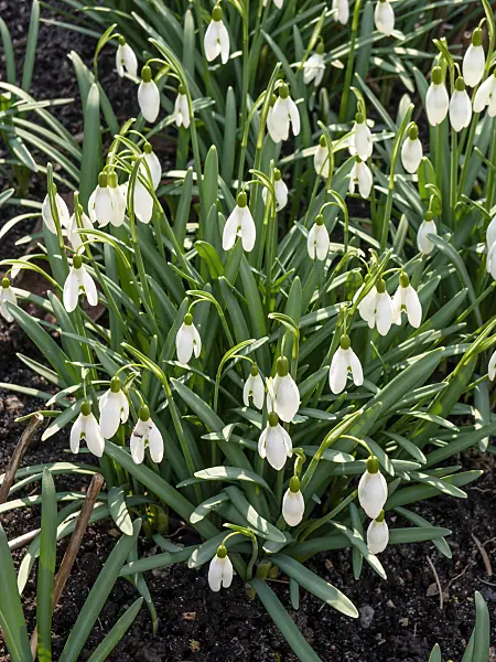 446019 - Common snowdrop (Galanthus nivalis)