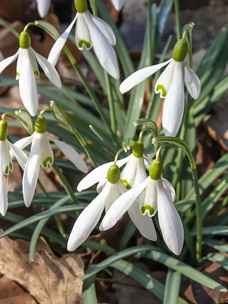 447003 - Common snowdrop (Galanthus nivalis)