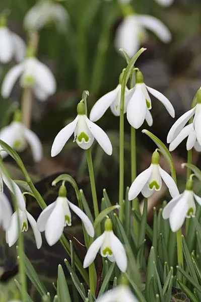 470005 - Common snowdrop (Galanthus nivalis)