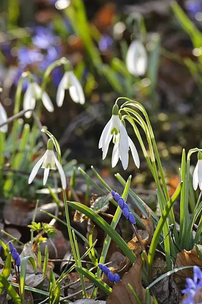 470036 - Common snowdrop (Galanthus nivalis)