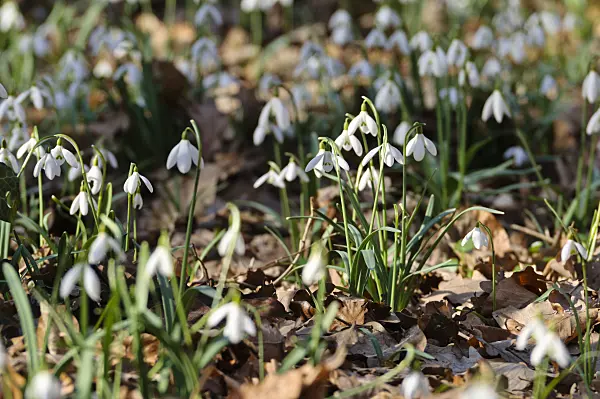 482040 - Common snowdrop (Galanthus nivalis)