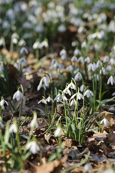 482041 - Common snowdrop (Galanthus nivalis)