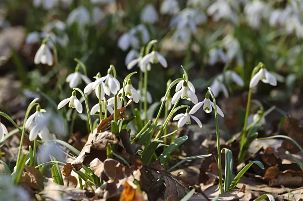 482042 - Common snowdrop (Galanthus nivalis)