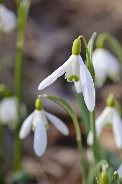 482047 - Common snowdrop (Galanthus nivalis)
